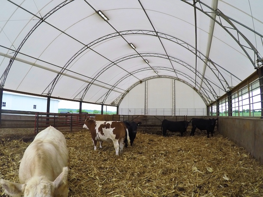 Why Hoop Buildings Are the Best Choice for Livestock