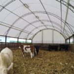 Why Hoop Buildings Are the Best Choice for Livestock
