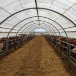 How Freedom Buildings Sets Up Flexible Calving Shelters